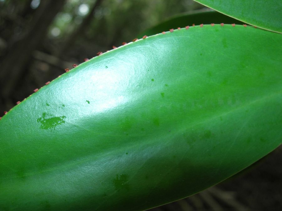 Pelliciera rhizophorae leaves